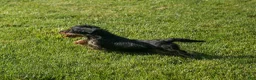 Miniature Dachshund dogs for sale: Hunter 💙🐾 - Ad 17