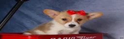 Welsh Corgi Pembroke dogs for sale: Conner  - Ad 20