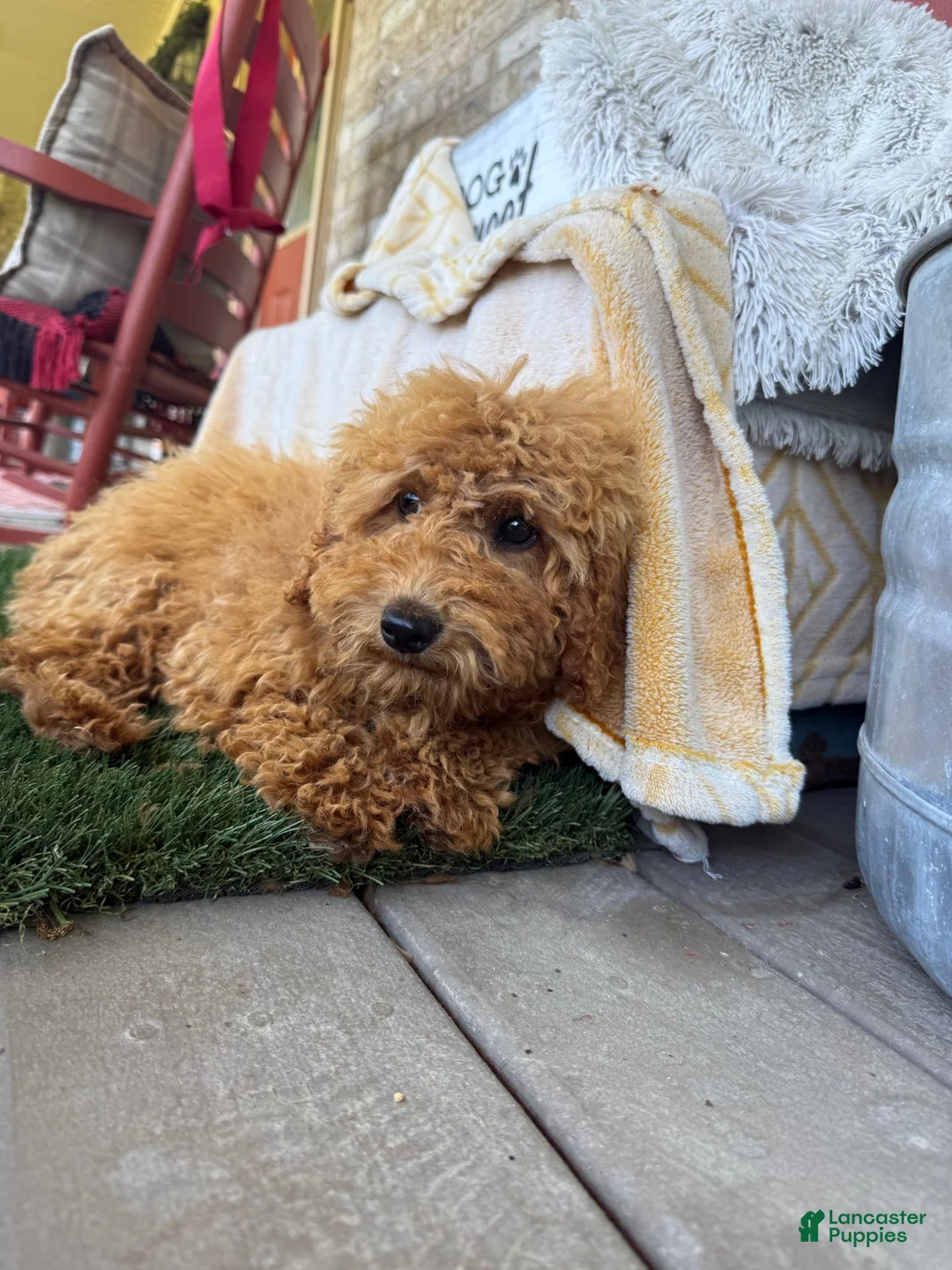Mixed Breed dogs for sale: Jewels - Ad 5