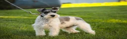 Miniature Schnauzer dogs for sale: Quinn Miniature Schnauzer (crate and leash Trained) - Ad 4