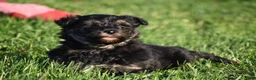 Mixed Breed dogs for sale: Stoker - Ad 12