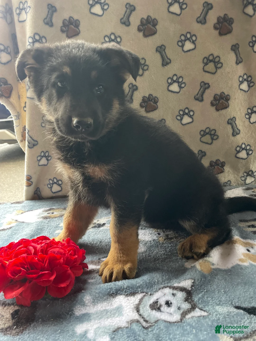 German Shepherd dogs for sale: Felix - Ad 3