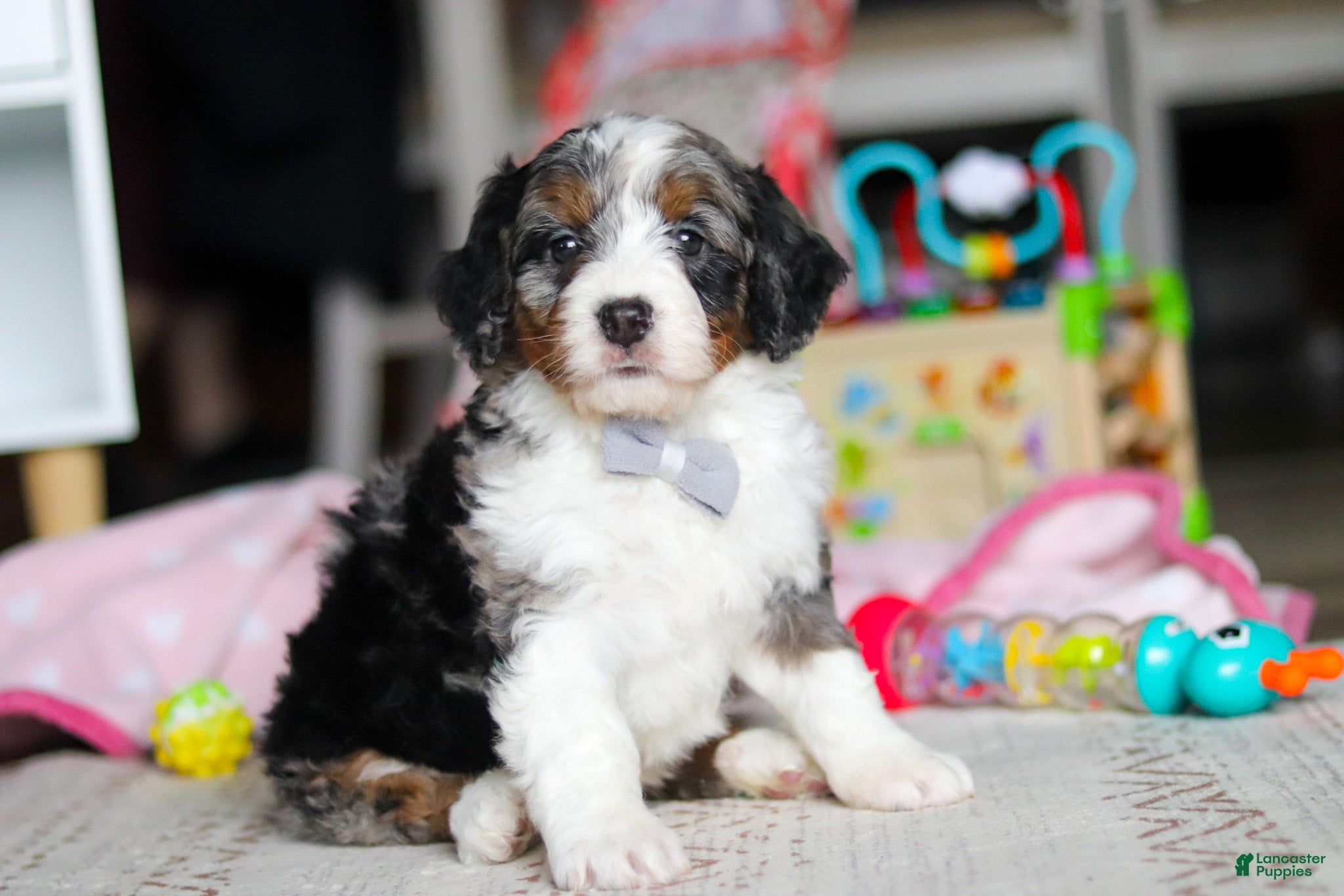 Mini Bernedoodle dogs Marshall - Ad 1