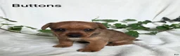 Mixed Breed dogs for sale: Buttons - Ad 1
