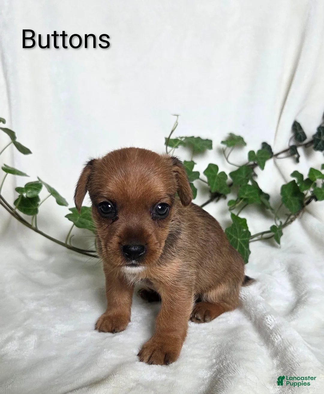 Mixed Breed dogs for sale: Buttons - Ad 1