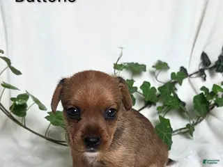 Mixed Breed dogs Buttons - Ad 35