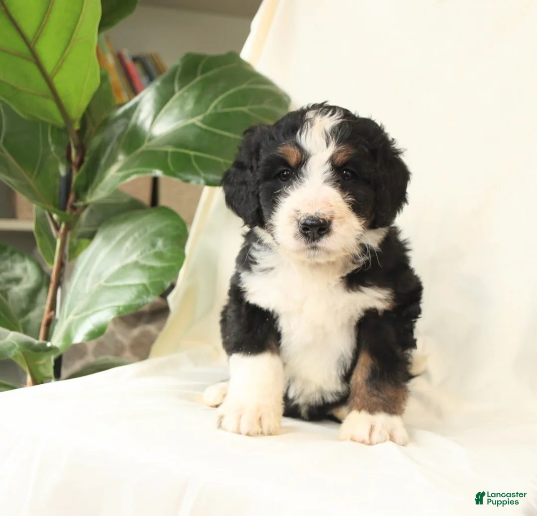 Gallery Image {{count}}