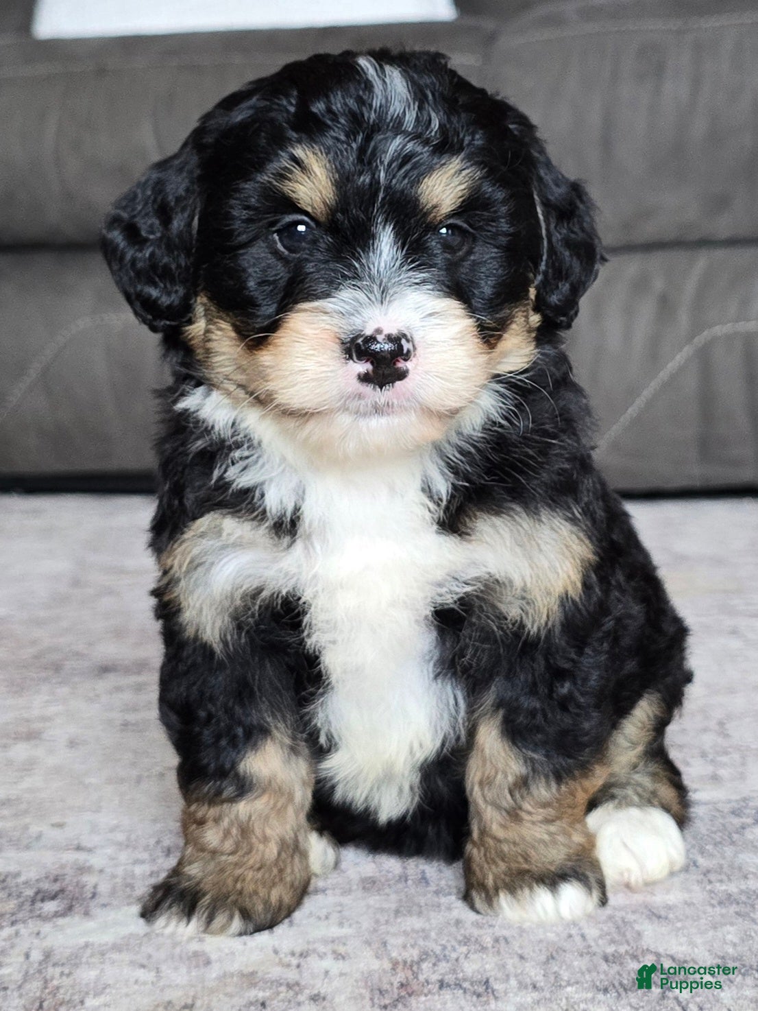 Mini Bernedoodle dogs Mini Willow - Ad 1
