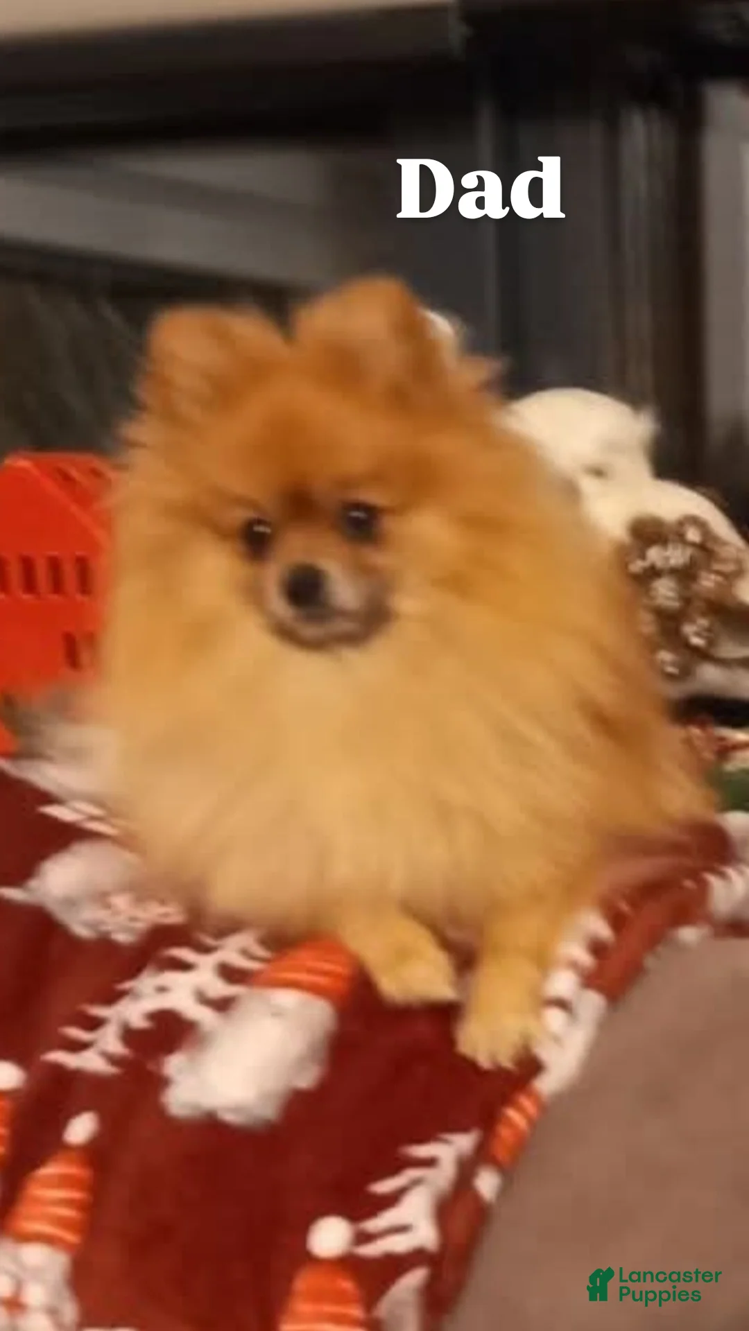 Pomeranian dogs for sale: Foxface pomeranian  - Ad 18