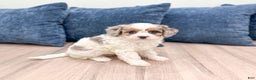 Cavapoo dogs for sale: Twinkie - Ad 3