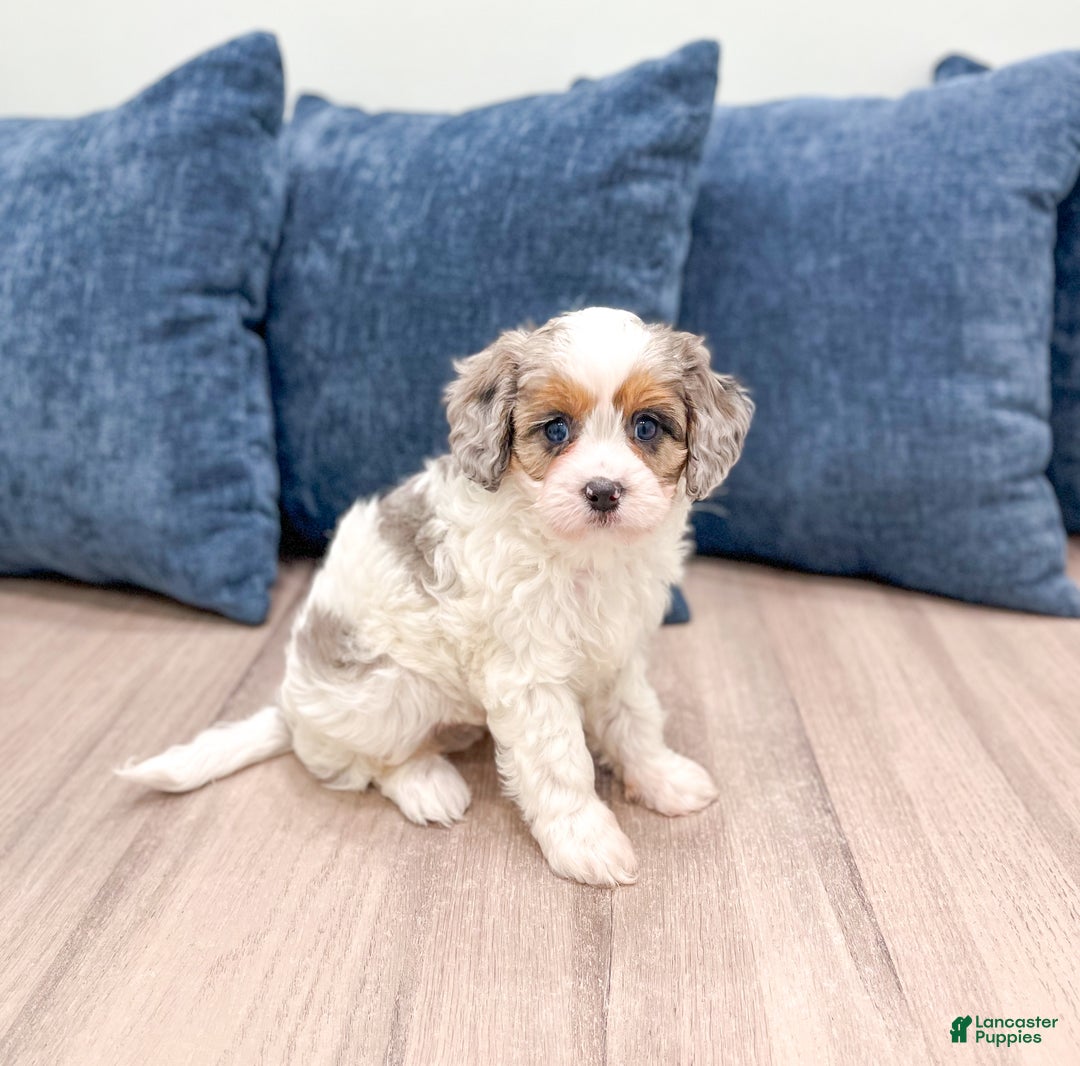 Cavapoo dogs for sale: Twinkie - Ad 3