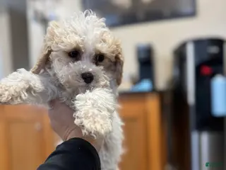 Toy Poodle dogs for sale: Biscuit - Ad 2