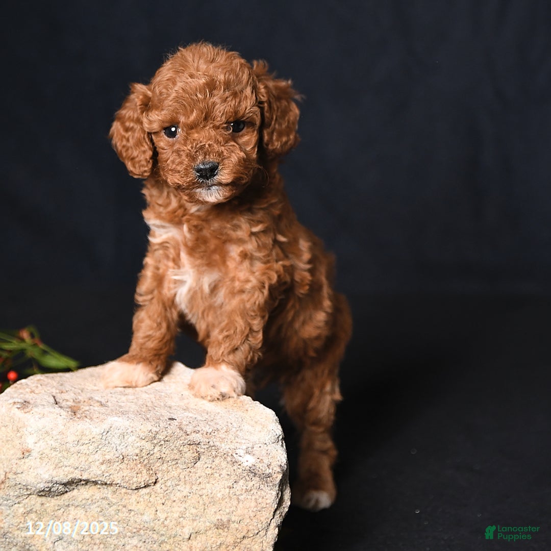 Toy Poodle dogs for sale: Tiny Everest - Ad 4