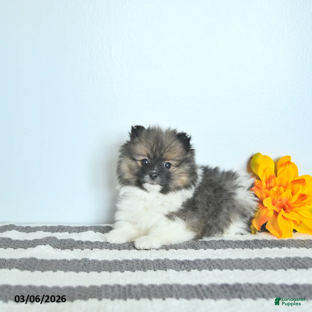 Pomeranian dogs for sale: Bandit EXTRA SMALL - Ad 3