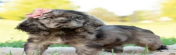 Cocker Spaniel dogs for sale: Daisy  - Ad 4