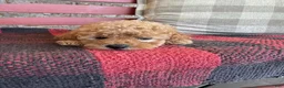 Mixed Breed dogs for sale: Tabby - Ad 4