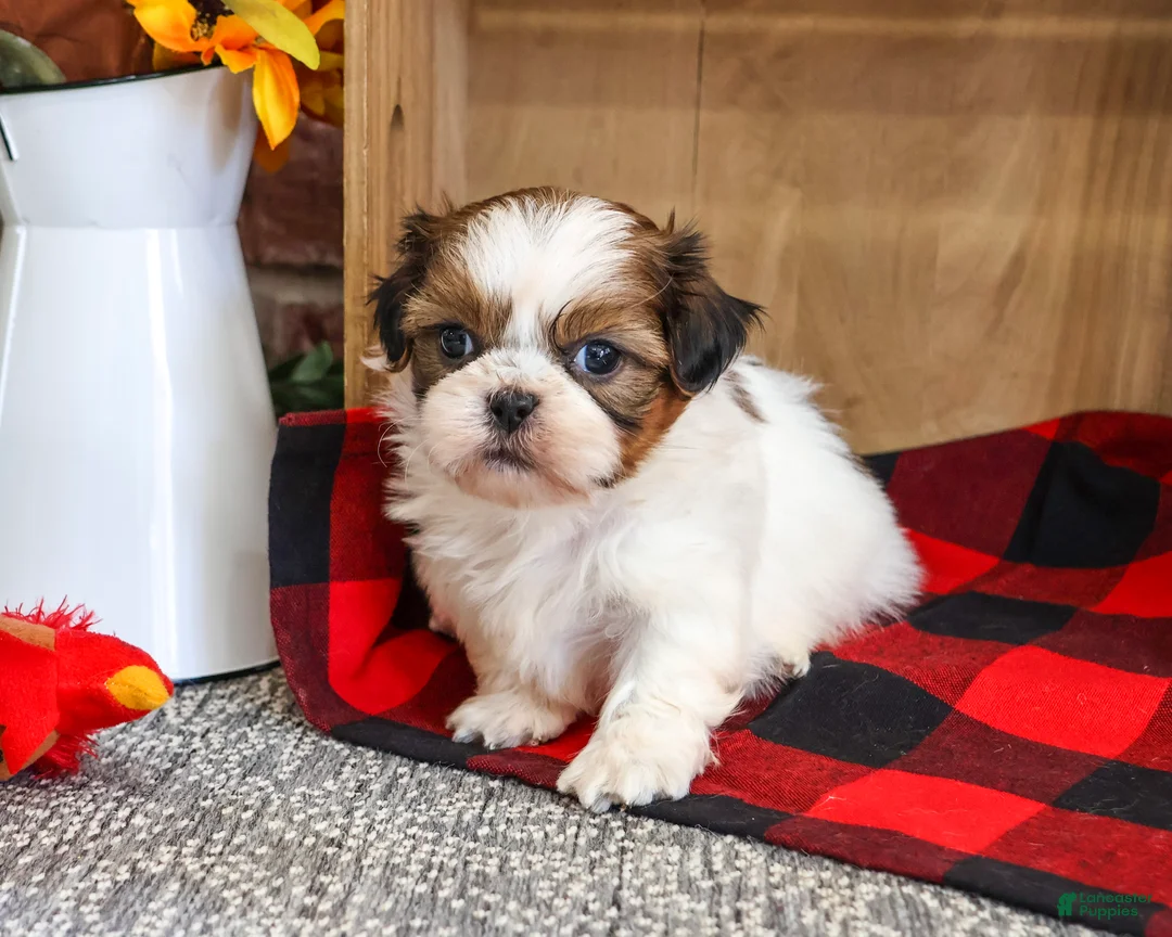 Shih Tzu dogs for sale: Junior - Ad 1