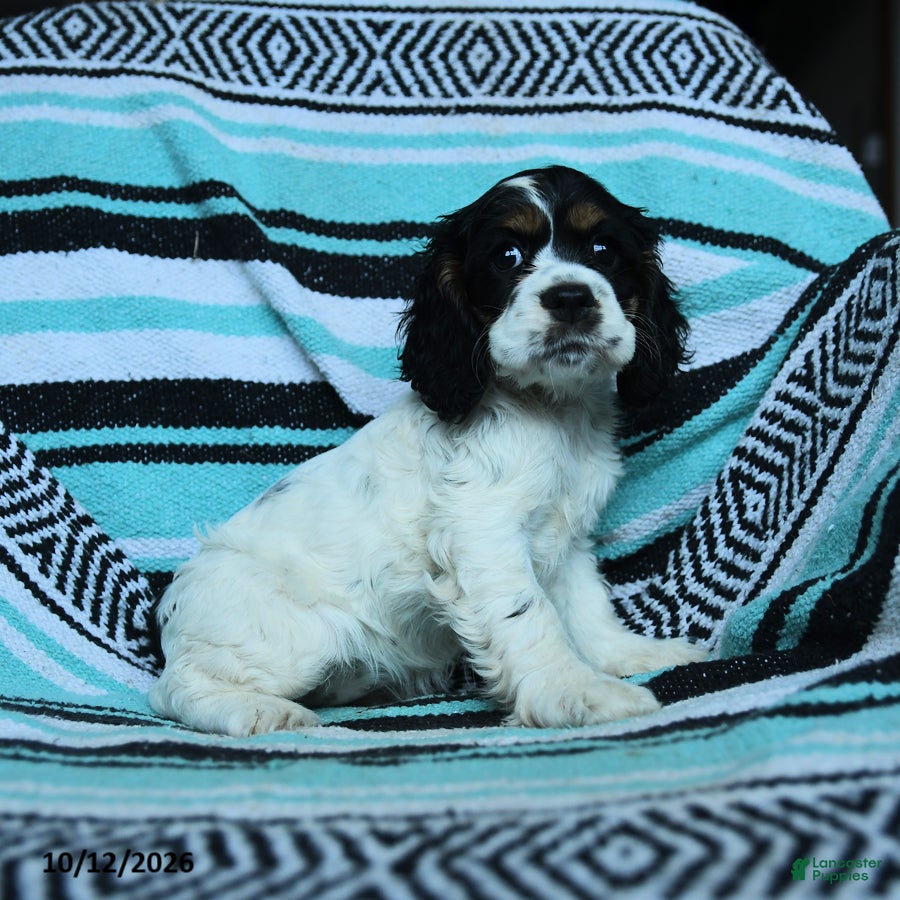 Cocker Spaniel dogs Crumbs - Ad 1