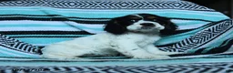 Cocker Spaniel dogs for sale: Crumbs - Ad 1