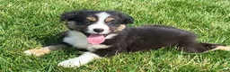 Mixed Breed dogs for sale: Hunter - Ad 4