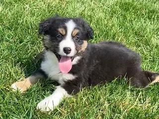 Mixed Breed dogs Hunter - Ad 6