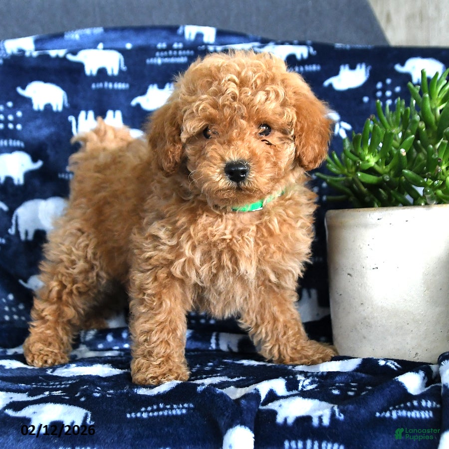 Miniature Poodle dogs Nelson - Ad 2