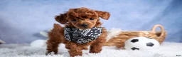 Toy Poodle dogs for sale: Tino - Ad 6