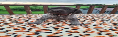 German Shorthaired Pointer Sage