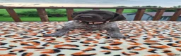 German Shorthaired Pointer dogs for sale: German Shorthaired Pointer Sage - Ad 1