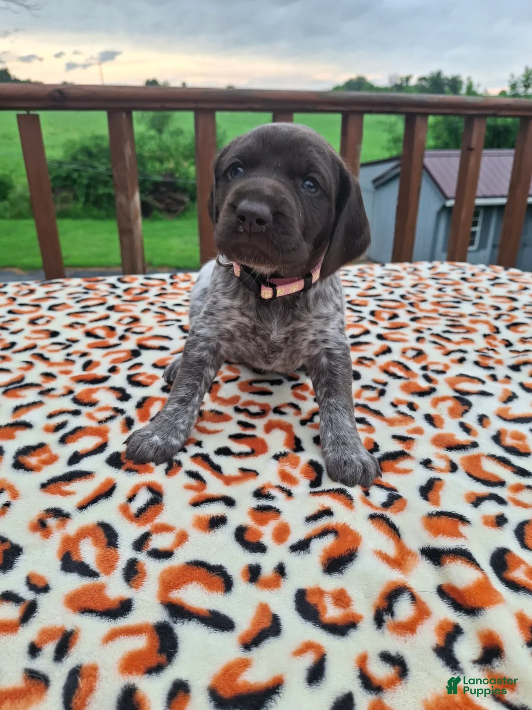 German Shorthaired Pointer dogs for sale: German Shorthaired Pointer Sage - Ad 1