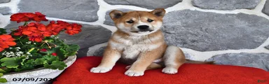 Milo
