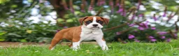 Boxer dogs for sale: Sophie - Ad 1