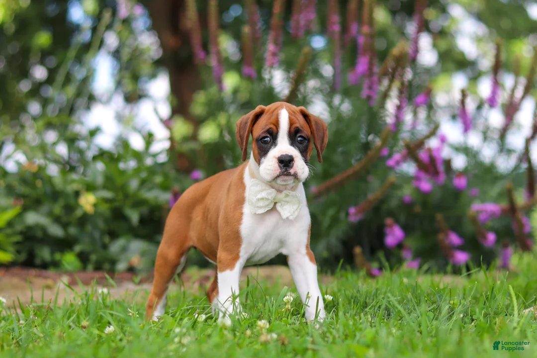Boxer dogs for sale: Sophie - Ad 1