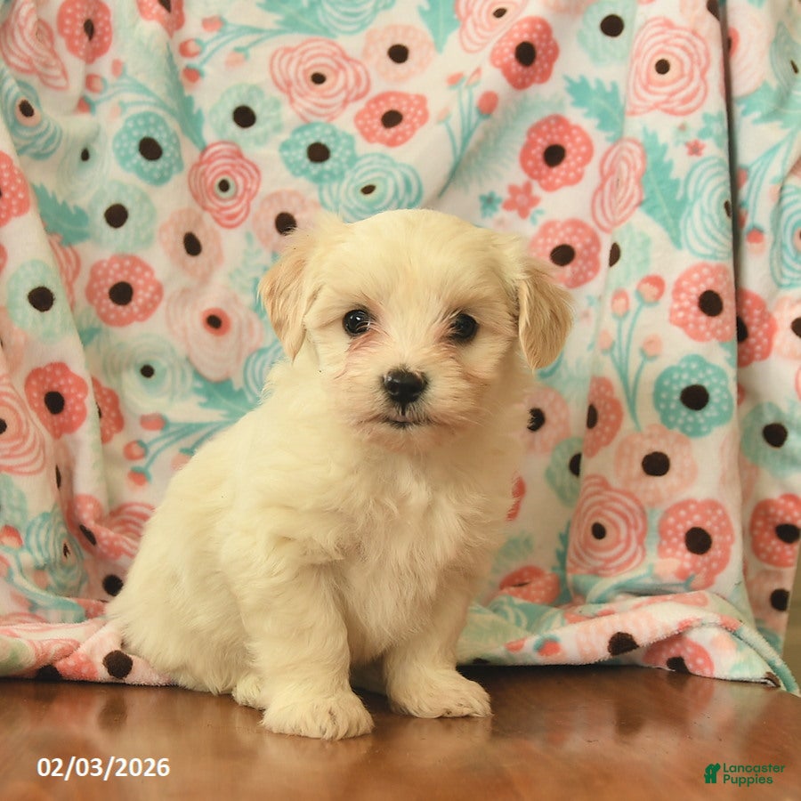Maltipoo dogs Lindon  - Ad 2