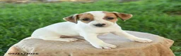 Jack Russell Terrier dogs for sale: Penny - Ad 1