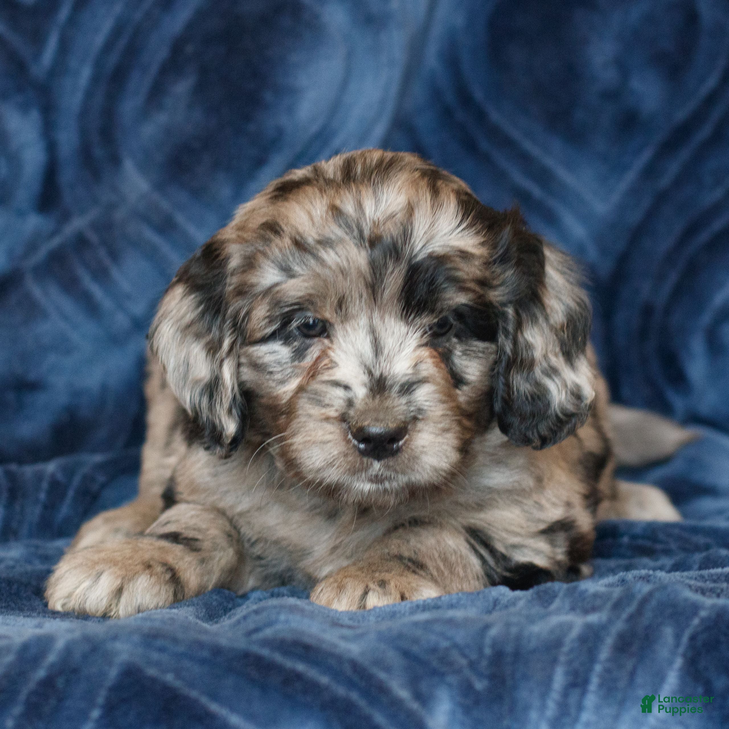 Mini Goldendoodle dogs Kendra  - Ad 1