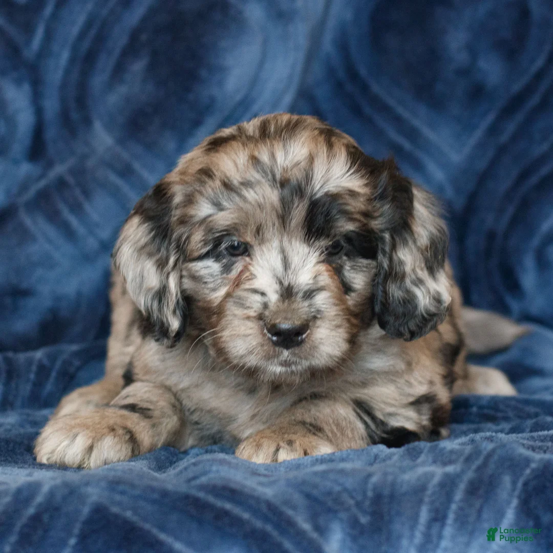 Mini Goldendoodle dogs for sale: Kendra  - Ad 1