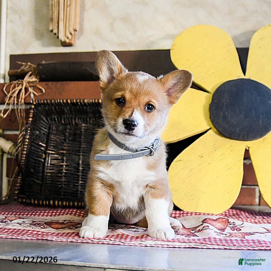 Welsh Corgi Pembroke dogs Daisy - Ad 2