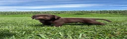 Labrador Retriever dogs for sale: Max - Ad 6