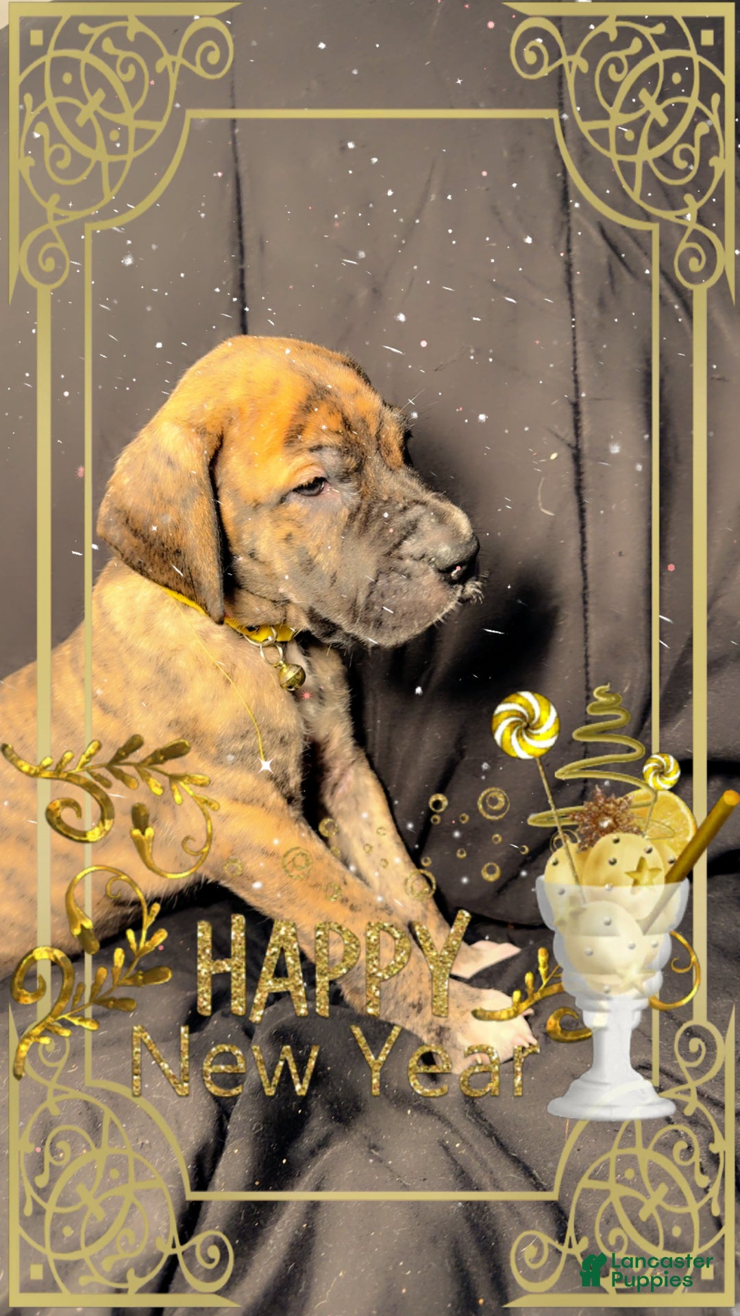 Great Dane dogs for sale: Francine - Ad 2