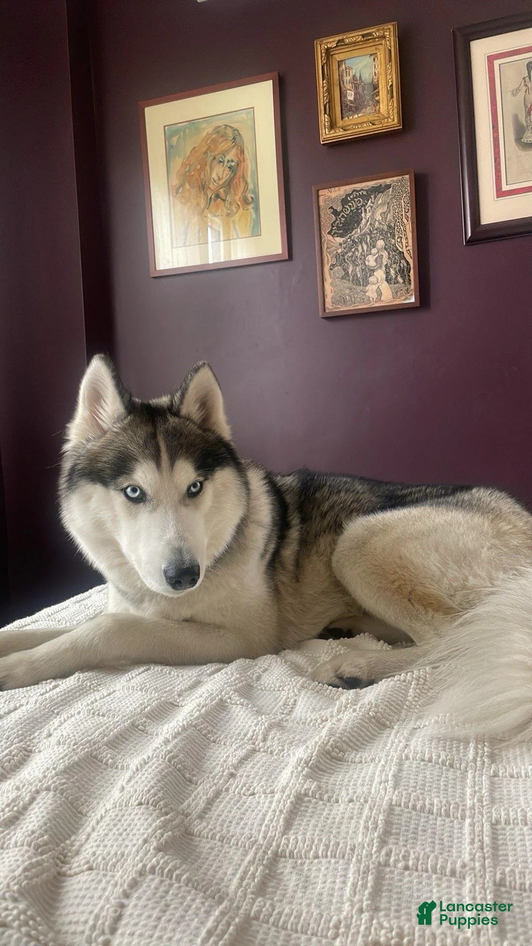 Siberian Husky dogs for sale: Siberian Husky Puppy 1 - Ad 1