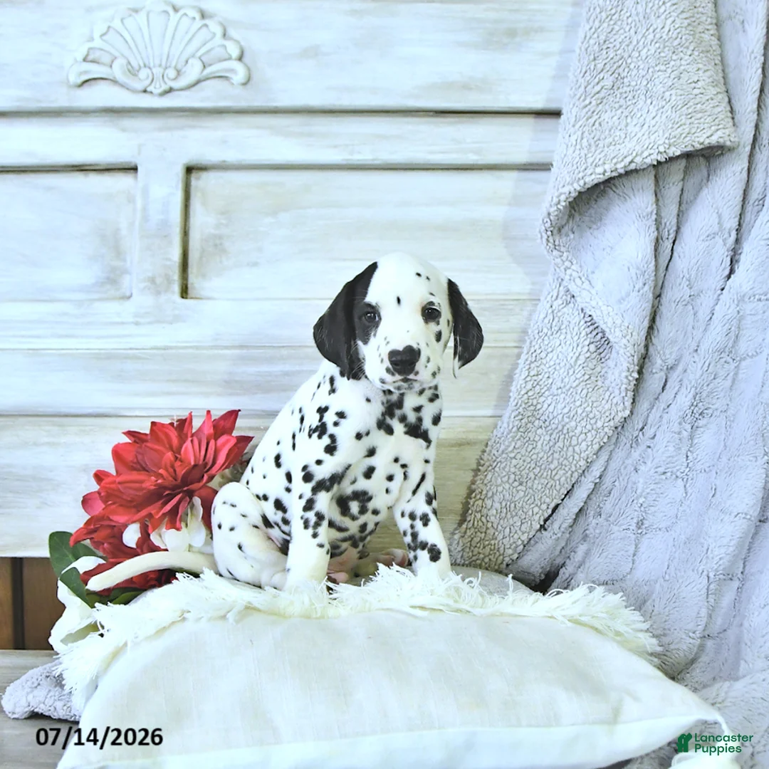 Dalmatian dogs for sale: Reese - Ad 2