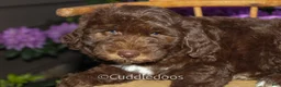 Mixed Breed dogs for sale: Jupiter - Ad 4