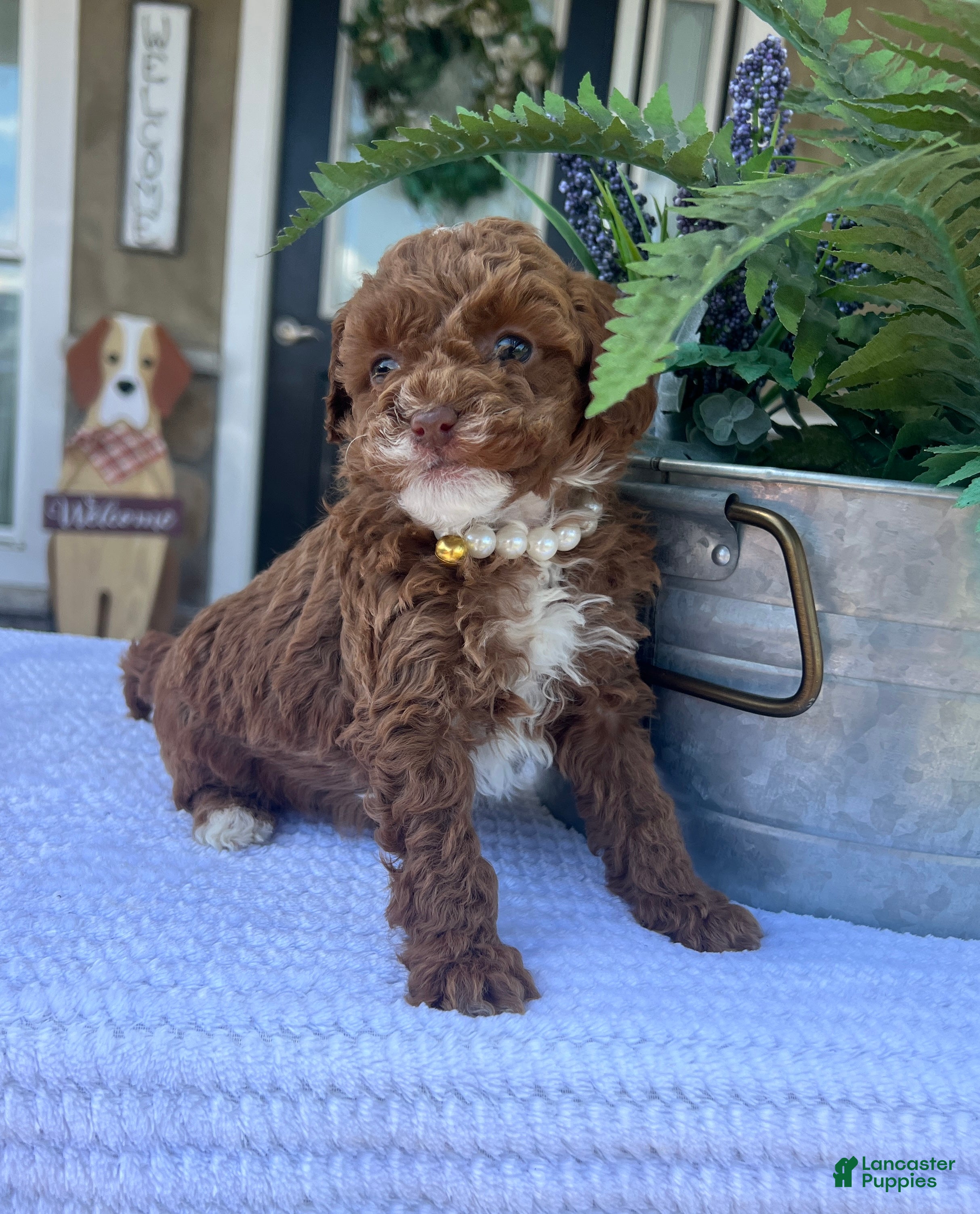 Mini Goldendoodle dogs Luna - Ad 2