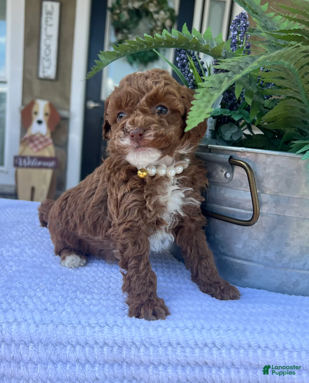 Mini Goldendoodle dogs for sale: Luna - Ad 2