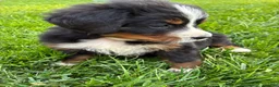 Bernese Mountain Dog dogs for sale: Hope - Ad 2