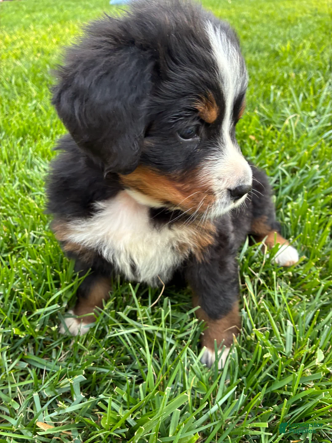 Bernese Mountain Dog dogs for sale: Hope - Ad 2