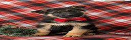 German Shepherd dogs for sale: Bronson - Ad 1