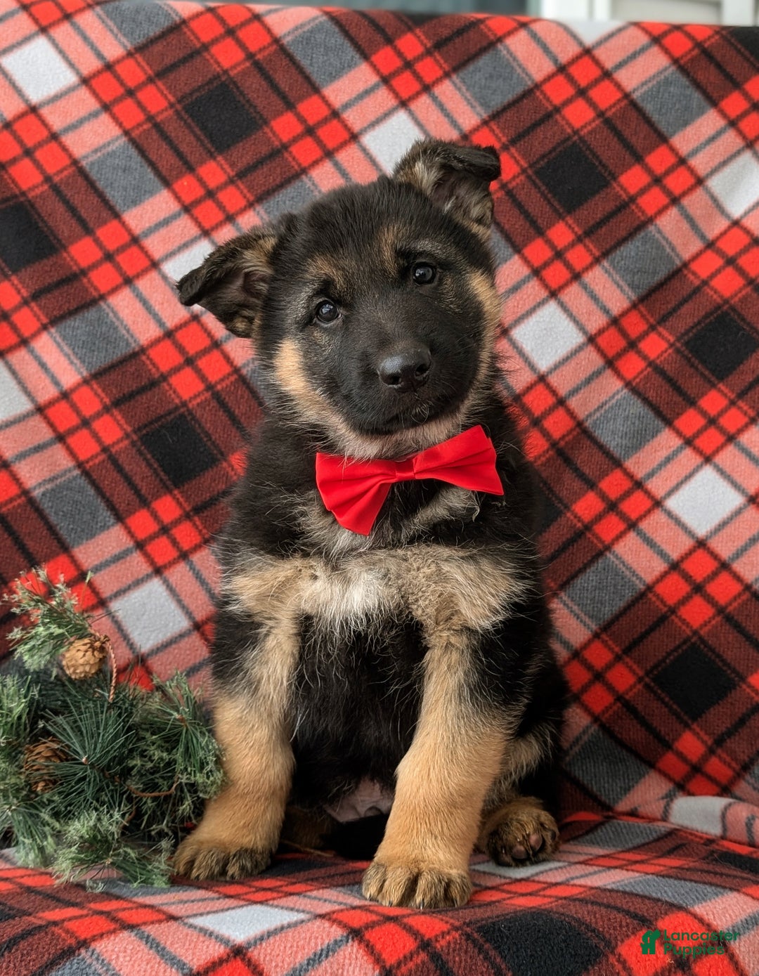 German Shepherd dogs for sale: Bronson - Ad 1