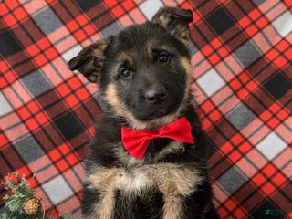 German Shepherd dogs Bronson - Ad 3